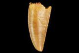 Serrated, Raptor Tooth - Real Dinosaur Tooth #127074-1